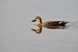 at what age can you buy a lighter