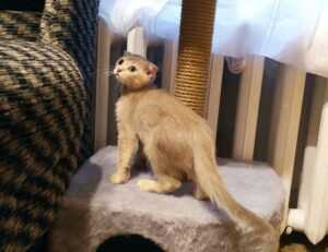 download grandiamod1.2 pc