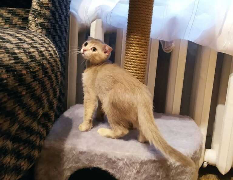 download grandiamod1.2 pc