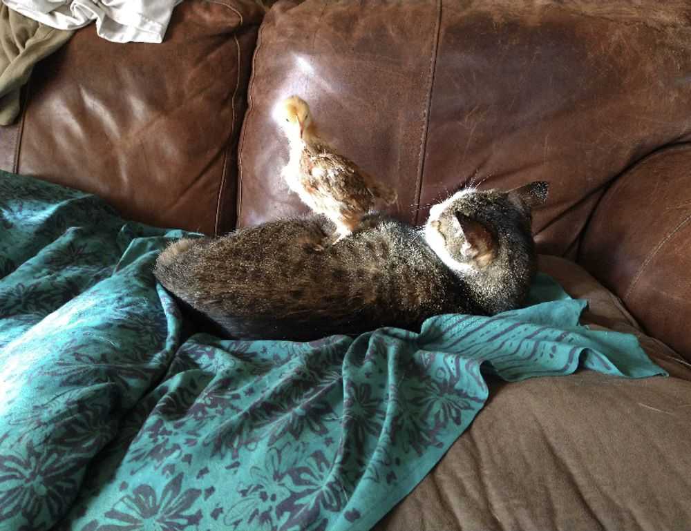 how much mitacium dizovid needed in sunscreen