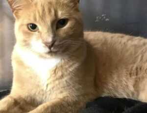 returnalgirl version4.4